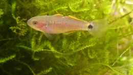 aquarium-von-rainbow2010-rainbows-home_Pastell Grundel vor Christmas Moos...