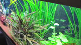 aquarium-von-rainbow2010-rainbows-home_Seitenansicht...