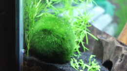 aquarium-von-southamerica-my-first-little-nano-nur-noch-als-beispiel_Mooskugel