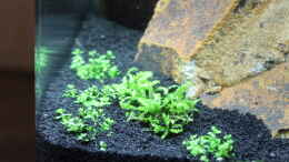 aquarium-von-southamerica-my-first-little-nano-nur-noch-als-beispiel_Kubanisches Perlkraut und Kleiner Wasserstern