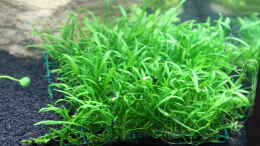 aquarium-von-southamerica-my-first-little-nano-nur-noch-als-beispiel_Neuseelandgras