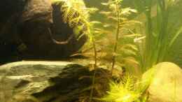 aquarium-von-robertalex-kleines-purpurprachtbarsch-becken_Amerikanisches Kammblatt