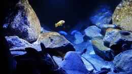 aquarium-von-malawi-einsteiger-mbuna-hardscape_mein Mbuna-Tal