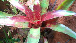 aquarium-von-junglist-welcome-to-the-jungle-aufgeloest_Neoregelia Red spottet