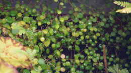 aquarium-von-junglist-welcome-to-the-jungle-aufgeloest_Peperomia spec. an Rückwand hochwachsend