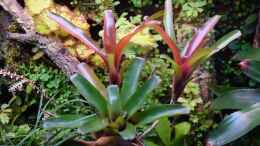 aquarium-von-junglist-welcome-to-the-jungle-aufgeloest_Neoregelia Fireball