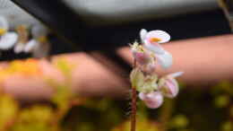 aquarium-von-junglist-welcome-to-the-jungle-aufgeloest_Blüte Begonia bowerae