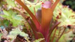 aquarium-von-junglist-welcome-to-the-jungle-aufgeloest_Neoregelia fireball mit Selanginella und Begonia bowerae