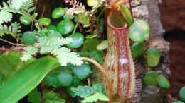 aquarium-von-junglist-welcome-to-the-jungle-aufgeloest_Nepenthes mit Peperomia im Hintergrund