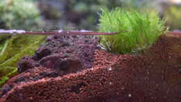 aquarium-von-junglist-welcome-to-the-jungle-aufgeloest_Eleocharis acicularis Mini