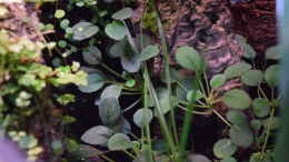 aquarium-von-junglist-welcome-to-the-jungle-aufgeloest_Episcia dianthiflora