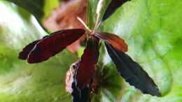 aquarium-von-river-creator-aru039-s-place_Bucephalandra Little ghost 