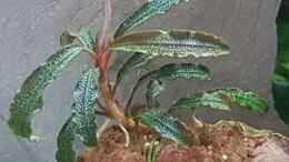 aquarium-von-river-creator-aru039-s-place_Bucephalandra Kedagang