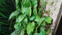 aquarium-von-river-creator-aru039-s-place_Cryptocoryne pontederifolia