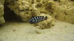 aquarium-von-marzena--christian-frenz-becken-3149_Pseudotropheus demasoni im AQ 1m 2w