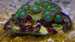 aquarium-von-mmbm78-fluval-m90_Krustenanemone-Zoanthus-Radioactive-Dragoneyes - 11.04.2015