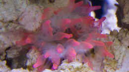 aquarium-von-mmbm78-fluval-m90_Anemone-rosa 11.04.2015