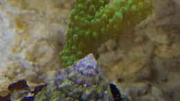 aquarium-von-mmbm78-fluval-m90_SPS-Acropora-Tumida-enzmann-Aropora 11.04.2015