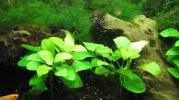 aquarium-von-misch-killifische-mit-gesellschaft_Anubias barteri var. Nana Gold (dahinter Polster aus Flamm