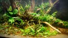 aquarium-von-hondatec-becken-31567_