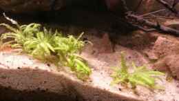 aquarium-von-markaroni-low-tech-riparium_