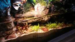 aquarium-von-markaroni-low-tech-riparium_