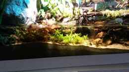 aquarium-von-markaroni-low-tech-riparium_