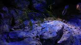 aquarium-von-namaycushfreak-becken-31627_