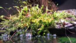 aquarium-von-martin-l---wasserflohhausen-_Moos auf die Filterabdeckung gesetzt