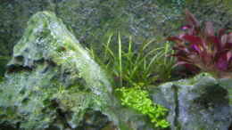 aquarium-von-olaf-r-becken-1_Echinodorus tenellus