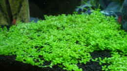 aquarium-von-olaf-r-becken-1_Hemianthus-callitrichoides-Cuba