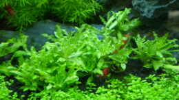 aquarium-von-olaf-r-becken-1_Pogostemon-helferi