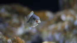 aquarium-von-stevens-720l-malawitank_Stigmatochromis melanchros (tolae)