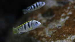 aquarium-von-stevens-720l-malawitank_Labidochromis sp. perlmutt