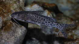 aquarium-von-stevens-720l-malawitank_Synodontis njassae