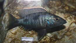 aquarium-von-stevens-720l-malawitank_Stigmatochromis melanchros (tolae)