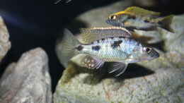 Foto mit Stigmatochromis melanchros (tolae) male