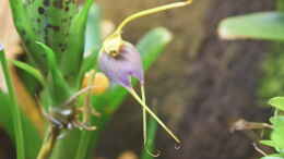 aquarium-von-junglist-green-box-verkauft_Blüte von Masdevallia schudelii