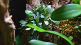 aquarium-von-junglist-green-box-verkauft_pleurothallis grobyi dwarf