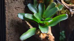 aquarium-von-junglist-green-box-verkauft_Neoregelia fireball mini