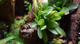 Foto mit Bulbophyllum comberi mit Waldmoos im hohlen Korkeichenast gepflanzt