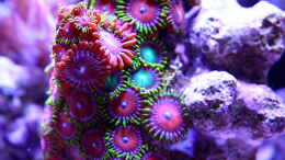 aquarium-von-nano-jojo-jojos-cubicus_Krustenanemonen im Detail