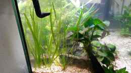 aquarium-von-dreadnought-wild-stones-and-plants_Schmalblättrige Vallisneria - Vallisneria natans