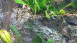 aquarium-von-dreadnought-wild-stones-and-plants_