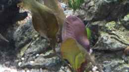 aquarium-von-dreadnought-wild-stones-and-plants_