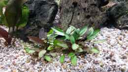 aquarium-von-dreadnought-wild-stones-and-plants_grüner Wendtscher Wasserkelch - Cryptocoryne wendtii green