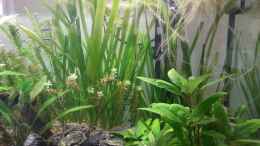 aquarium-von-dreadnought-wild-stones-and-plants_Riesenvallisneria - Vallisneria australis Gigantea und schma