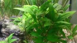 aquarium-von-dreadnought-wild-stones-and-plants_Riesenwasserfreund - Hygrophila stricta