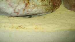 aquarium-von-pille-becken-3179_Demasoni Baby