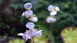 aquarium-von-junglist-urwaeldchen----existiert-so-nicht--wurde-umgebaut_Blüte Begonia bowerae